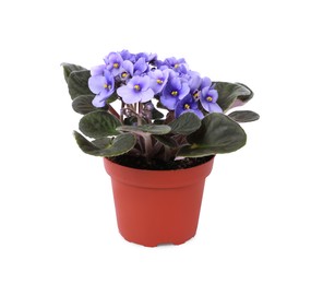 Photo of Beautiful potted violet flower isolated on white