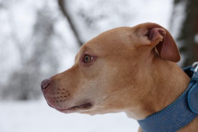 Photo of Portrait of cute dog in snowy park