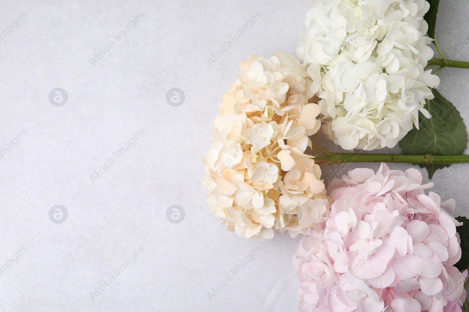 Photo of Beautiful pastel hydrangea flowers on light textured background, top view. Space for text