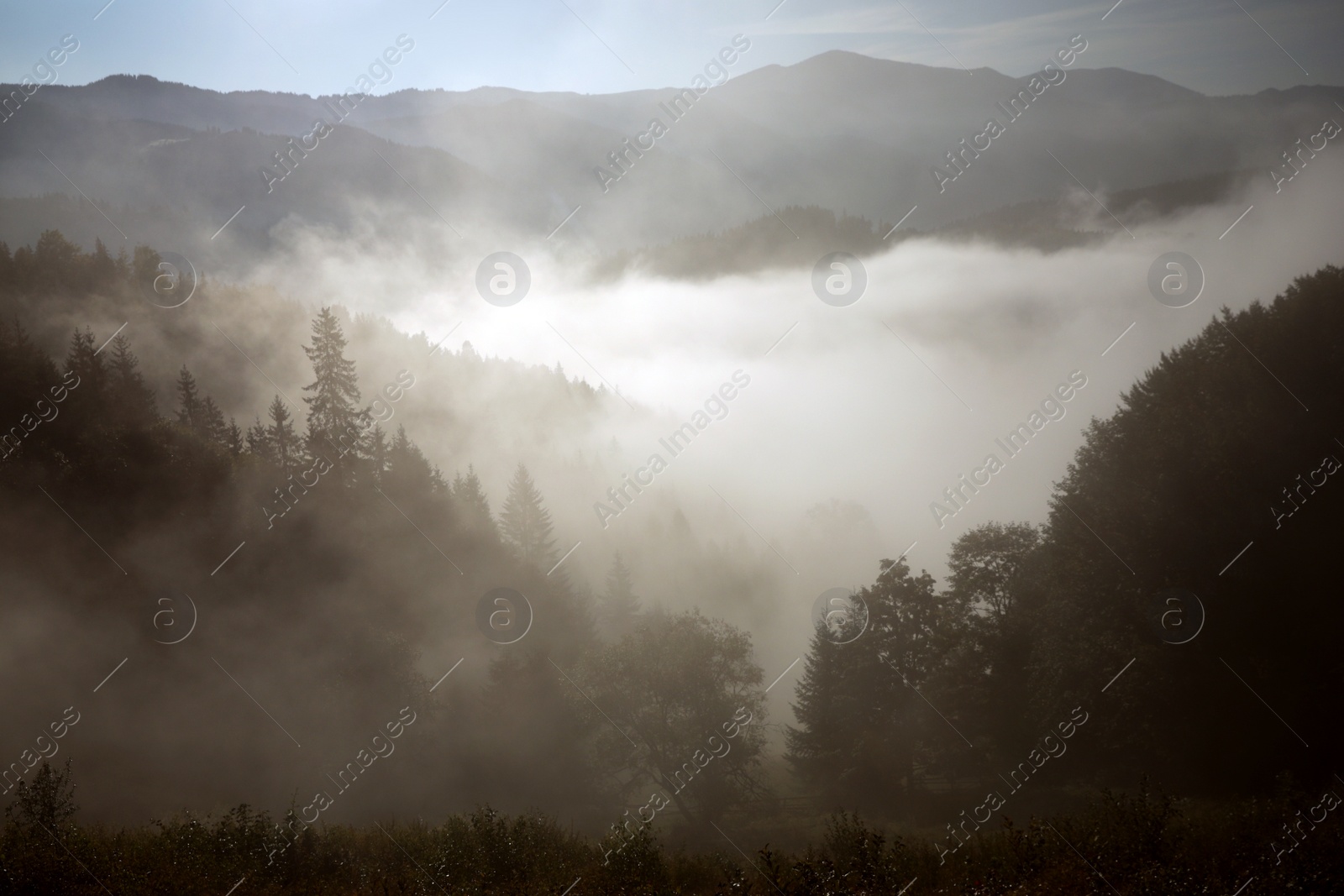 Photo of Picturesque view of foggy forest. Beautiful mountain landscape