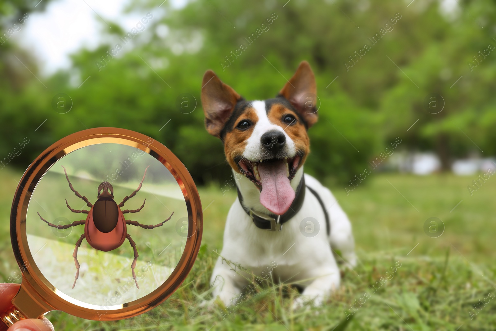 Image of Cute dog outdoors and woman showing tick with magnifying glass, closeup. Illustration