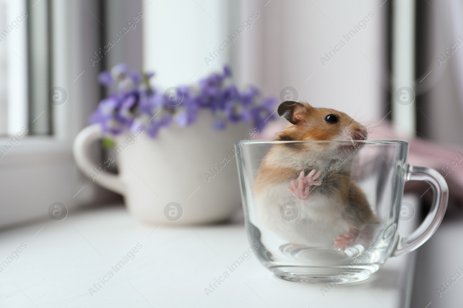 Photo of Adorable hamster in glass cup on window sill indoors. Space for text