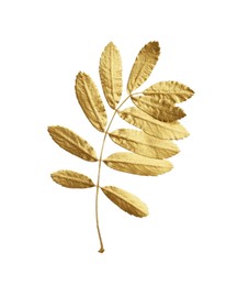 Photo of Twig of golden rowan leaves isolated on white. Autumn season