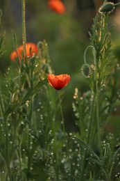 Photo of Red poppy plants covered with dew drops outdoors in morning