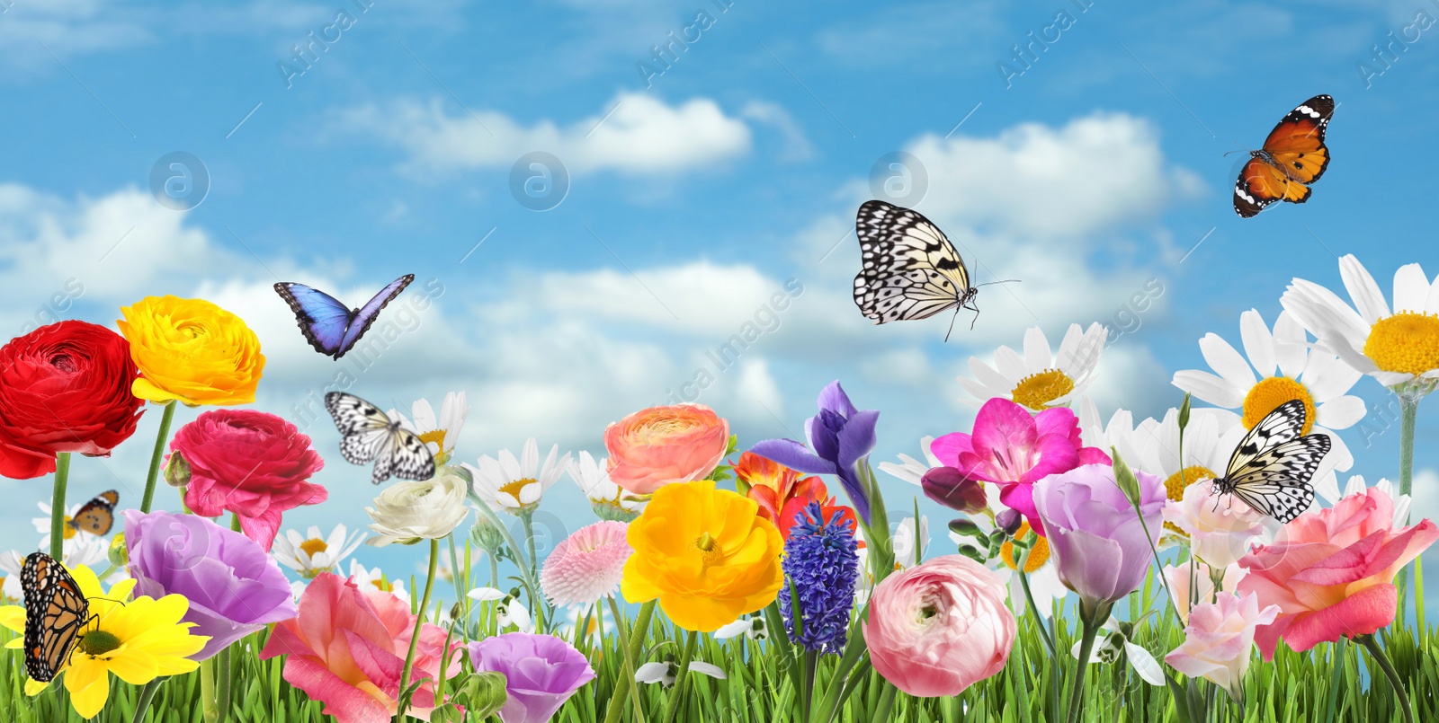 Image of Many beautiful spring flowers outdoors on sunny day, banner design 