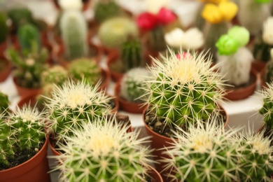 Photo of Pots with beautiful cacti, closeup. Tropical flowers