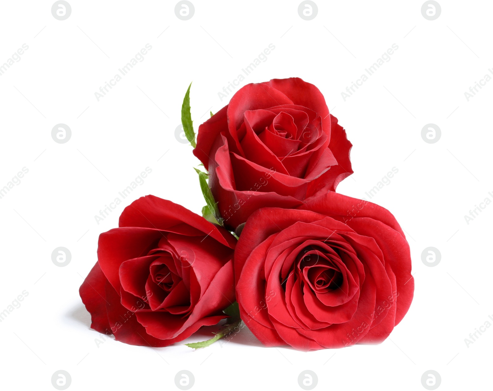 Photo of Beautiful red rose flowers on white background