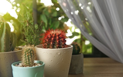 Photo of Beautiful cacti on wooden window sill indoors