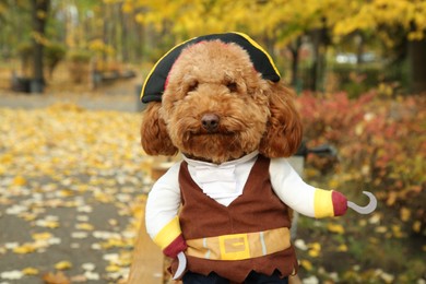 Photo of Cute dog in pirate costume in autumn park
