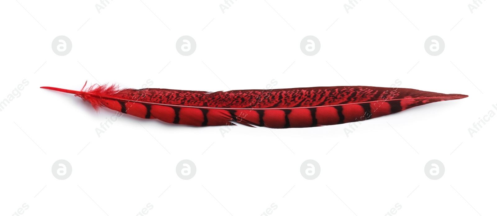 Photo of Beautiful red bird feather isolated on white, top view