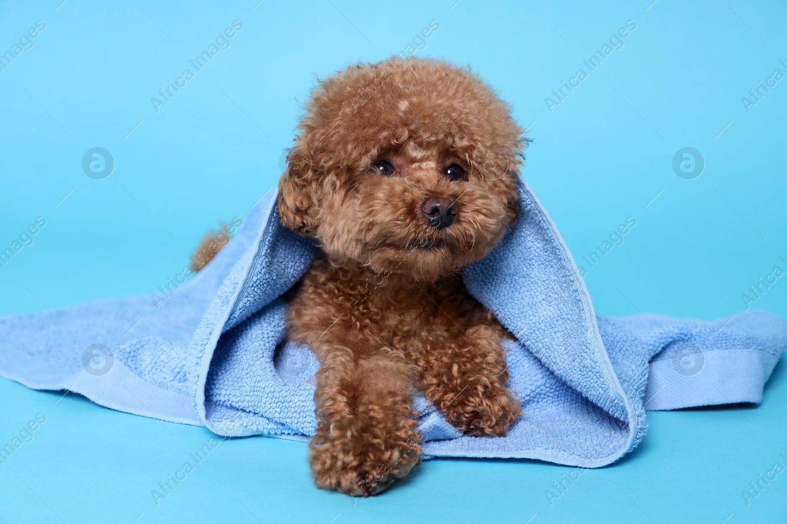 Photo of Cute Maltipoo dog wrapped in towel on light blue background