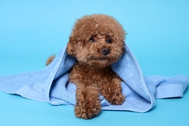 Cute Maltipoo dog wrapped in towel on light blue background