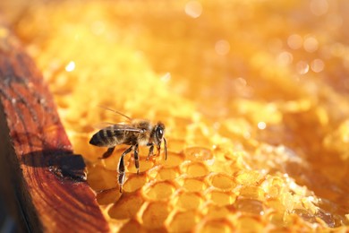 Photo of Closeup view of honeycomb frame with bee