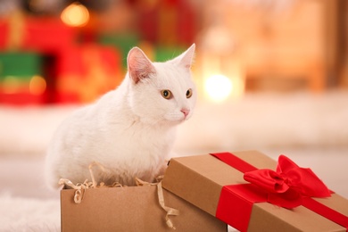 Photo of Cute white cat in Christmas gift box indoors. Adorable pet