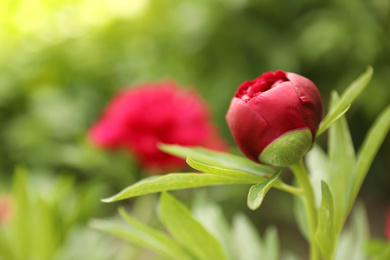 Beautiful red peony bud outdoors on spring day, closeup