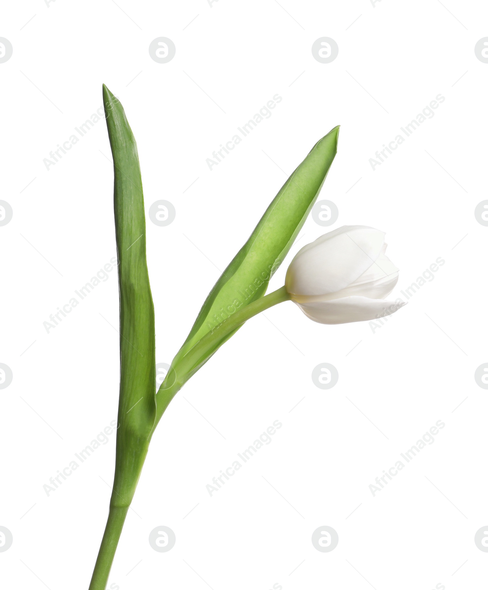 Photo of One beautiful delicate tulip isolated on white