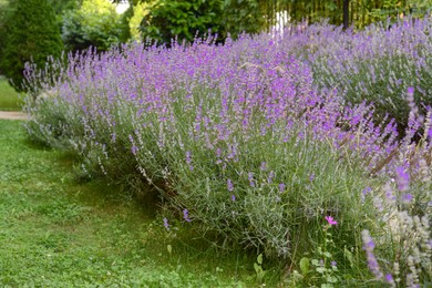 Beautiful blooming lavender plants in garden on summer day