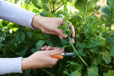 Photo of Woman cutting fresh arugula leaves with pruner outdoors, closeup