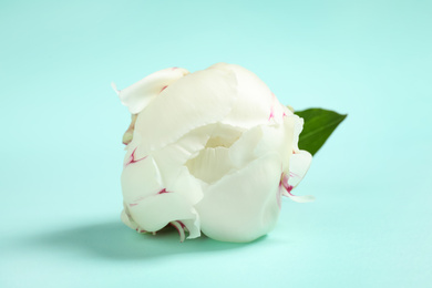 Photo of Beautiful white peony on light blue background