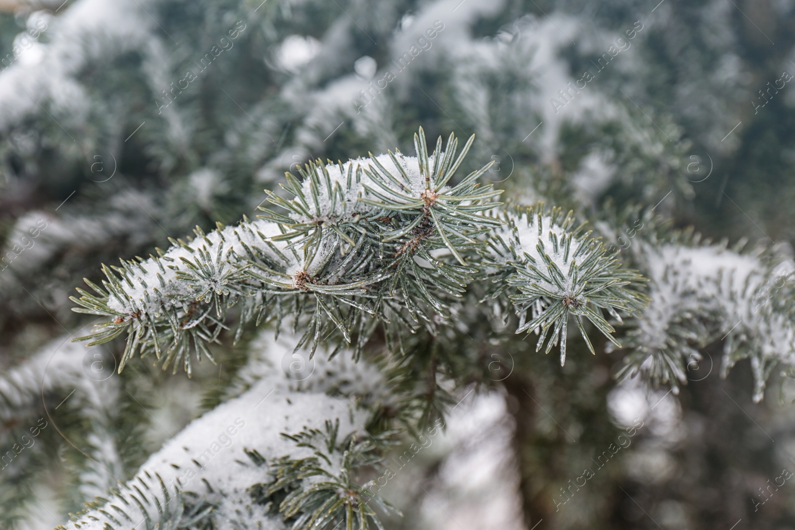 Photo of Coniferous branches covered with fresh snow, closeup