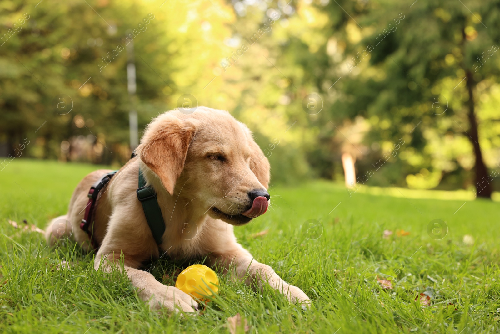 Photo of Cute Labrador Retriever puppy playing with ball on green grass in park, space for text