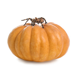Photo of Striped knee tarantula and pumpkin isolated on white. Halloween celebration