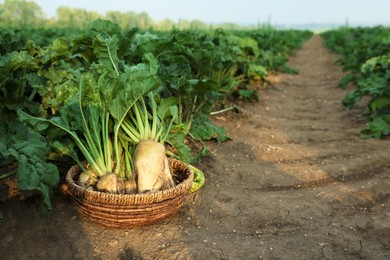 Photo of Wicker basket with fresh white beets in field, space for text