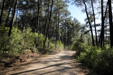 Photo of Beautiful landscape with road through forest on sunny day