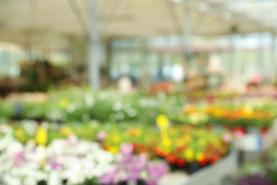 Photo of Blurred view of garden center with many different blooming plants