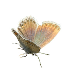 Beautiful bright butterfly flying on white background