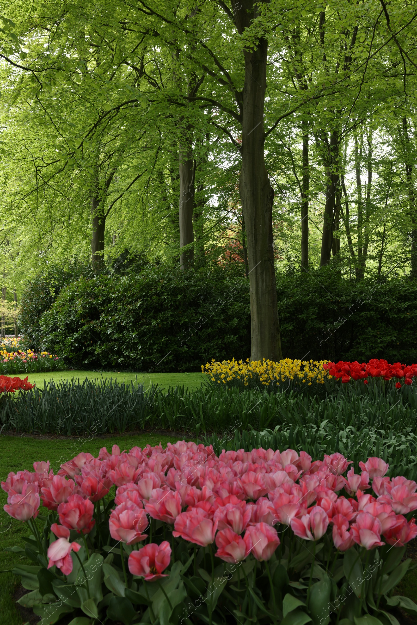 Photo of Park with variety of beautiful tulip flowers. Spring season