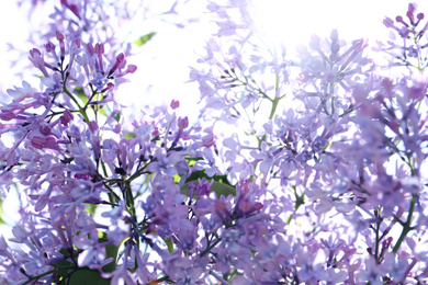 Photo of Closeup view of beautiful blooming lilac shrub outdoors