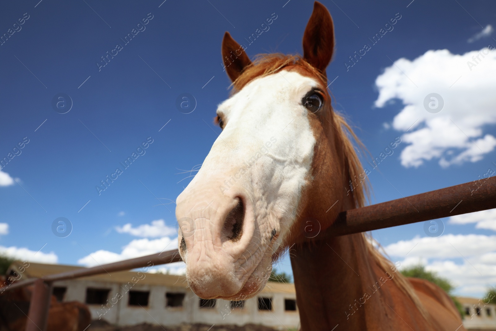 Photo of Chestnut horse at fence outdoors on sunny day, closeup. Beautiful pet