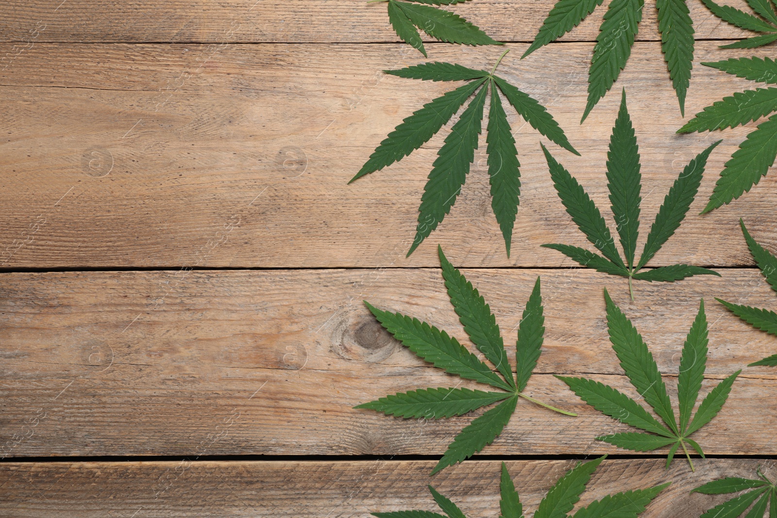 Photo of Fresh green hemp leaves on wooden table, flat lay. Space for text