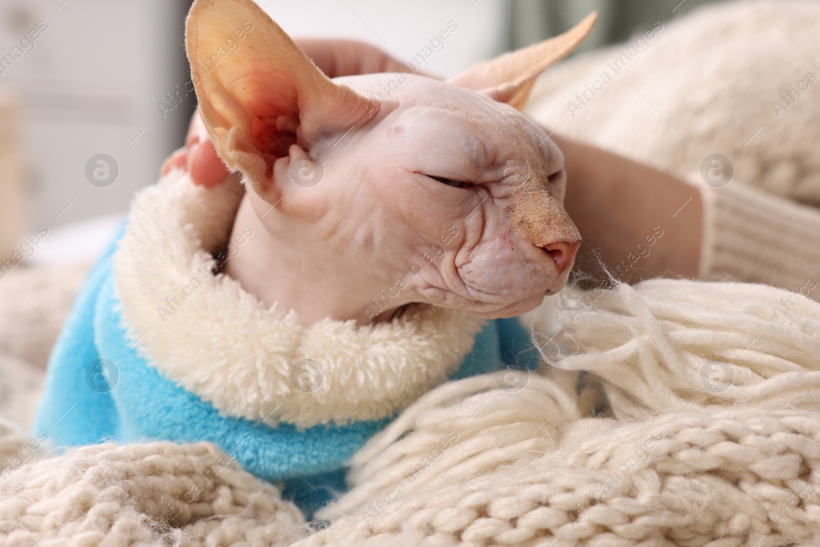 Photo of Woman stroking cute Sphynx cat on soft blanket at home, closeup. Lovely pet