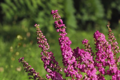 Heather shrub with beautiful blooming flowers outdoors on sunny day, closeup