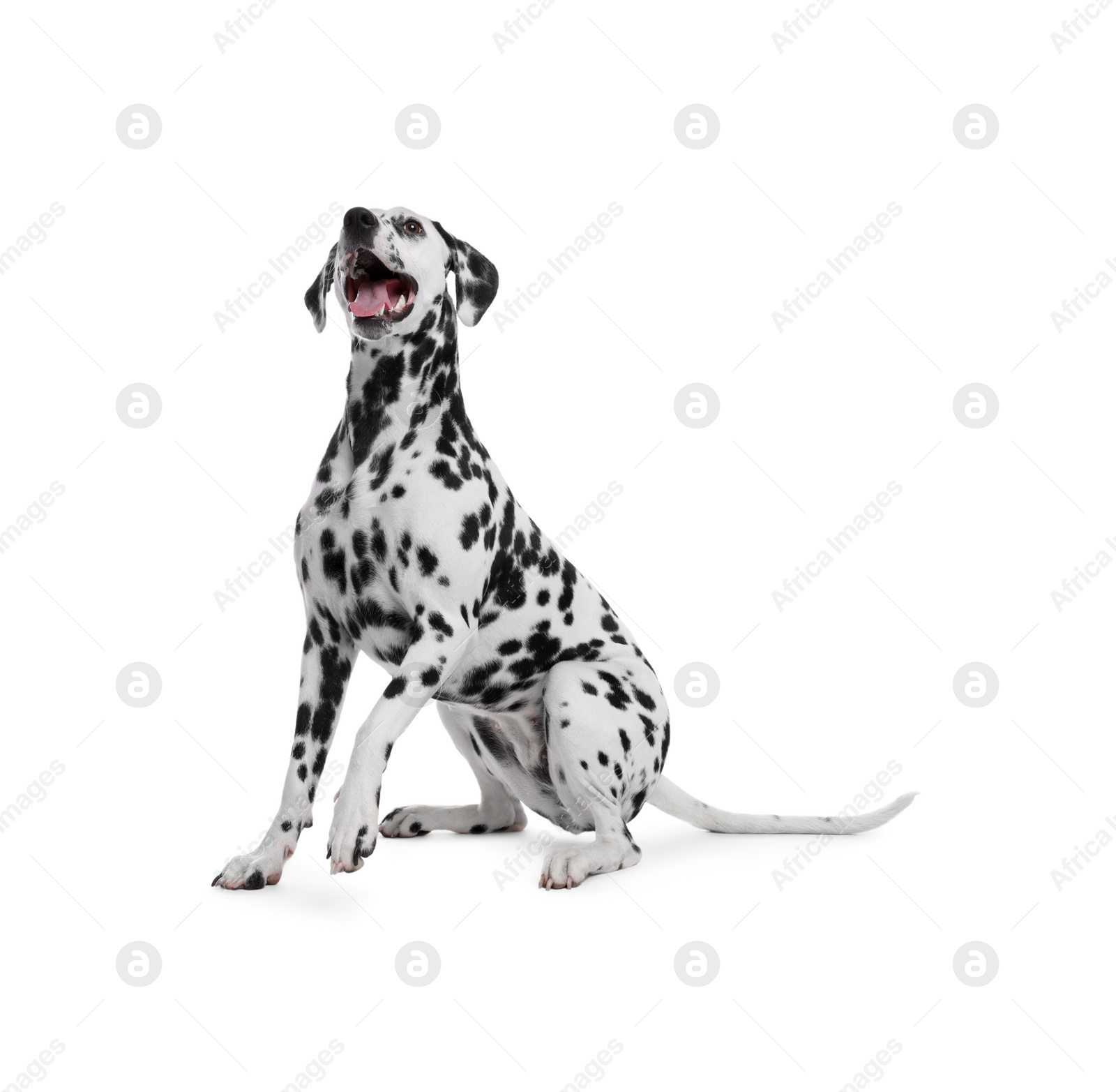 Photo of Adorable Dalmatian dog on white background. Lovely pet