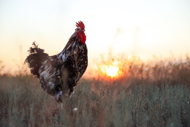 Big domestic rooster in field at sunrise, space for text. Morning time