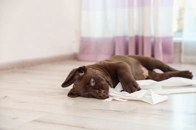 Photo of Cute chocolate Labrador Retriever puppy playing with torn paper on floor indoors. Space for text