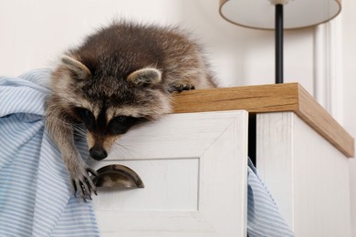 Cute mischievous raccoon playing with clothes on dresser indoors