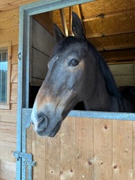 Adorable horse in stable. Lovely domesticated animal