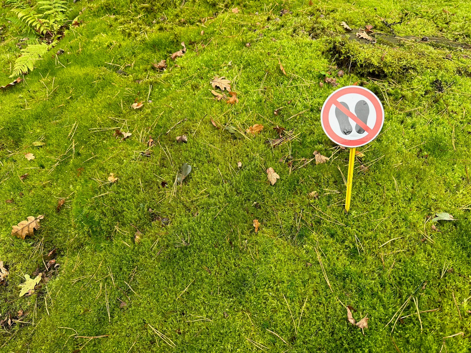 Photo of Bright moss and sign Do Not Walk outdoors, above view