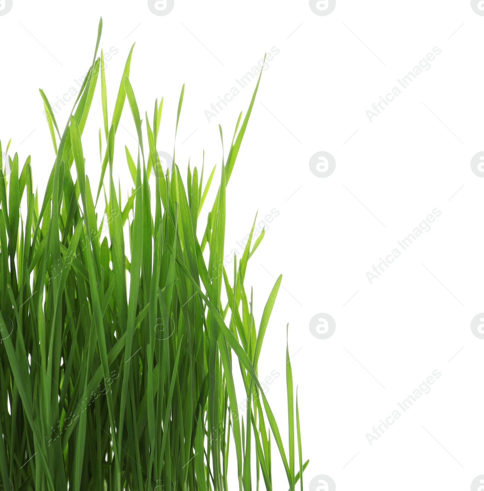 Photo of Green organic wheat grass on white background