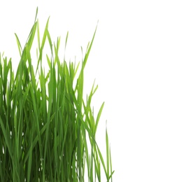 Green organic wheat grass on white background