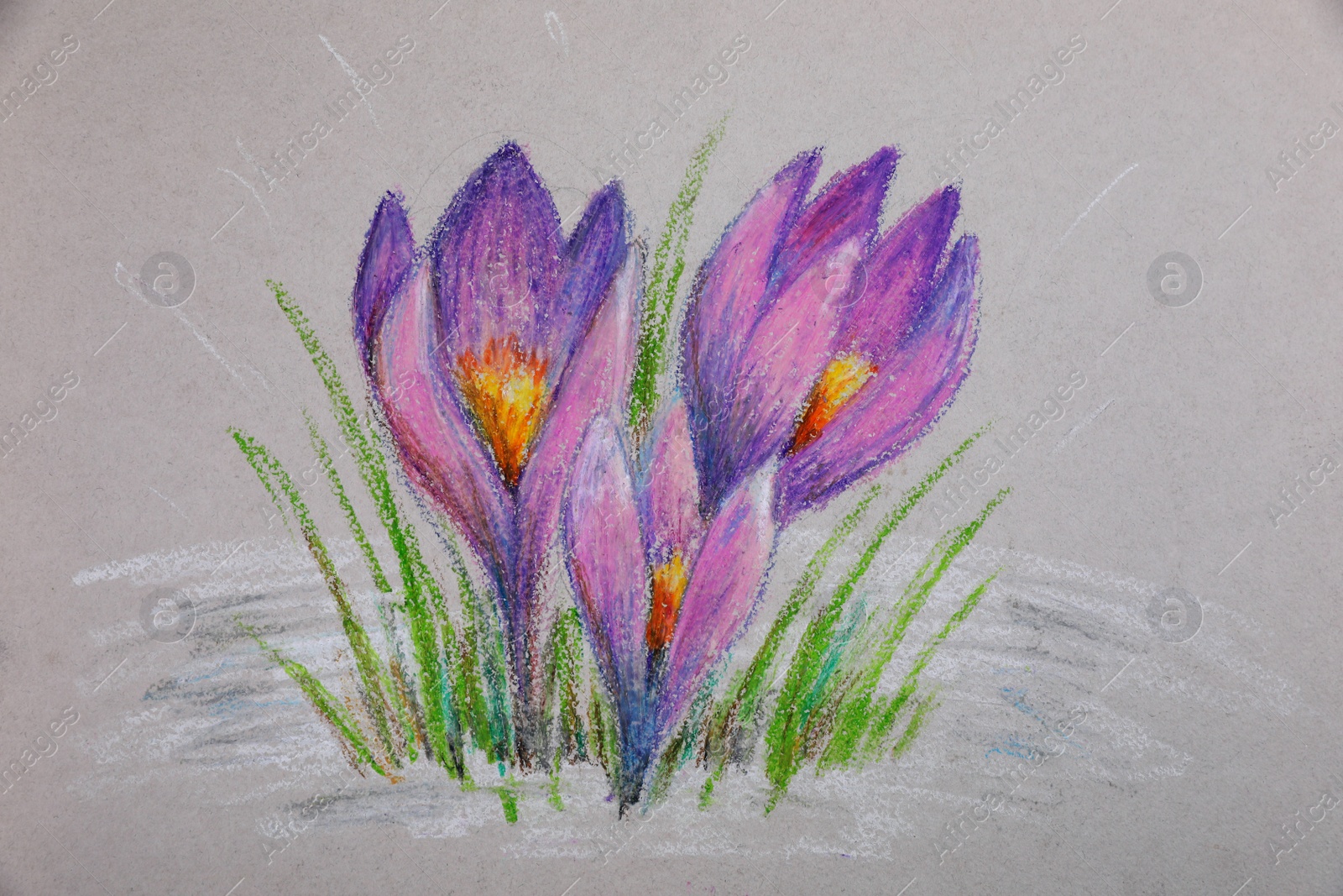 Photo of Pastel drawing of beautiful crocus flowers on light background