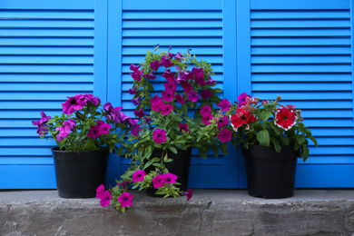 Beautiful petunia flowers in pots near blue folding screen