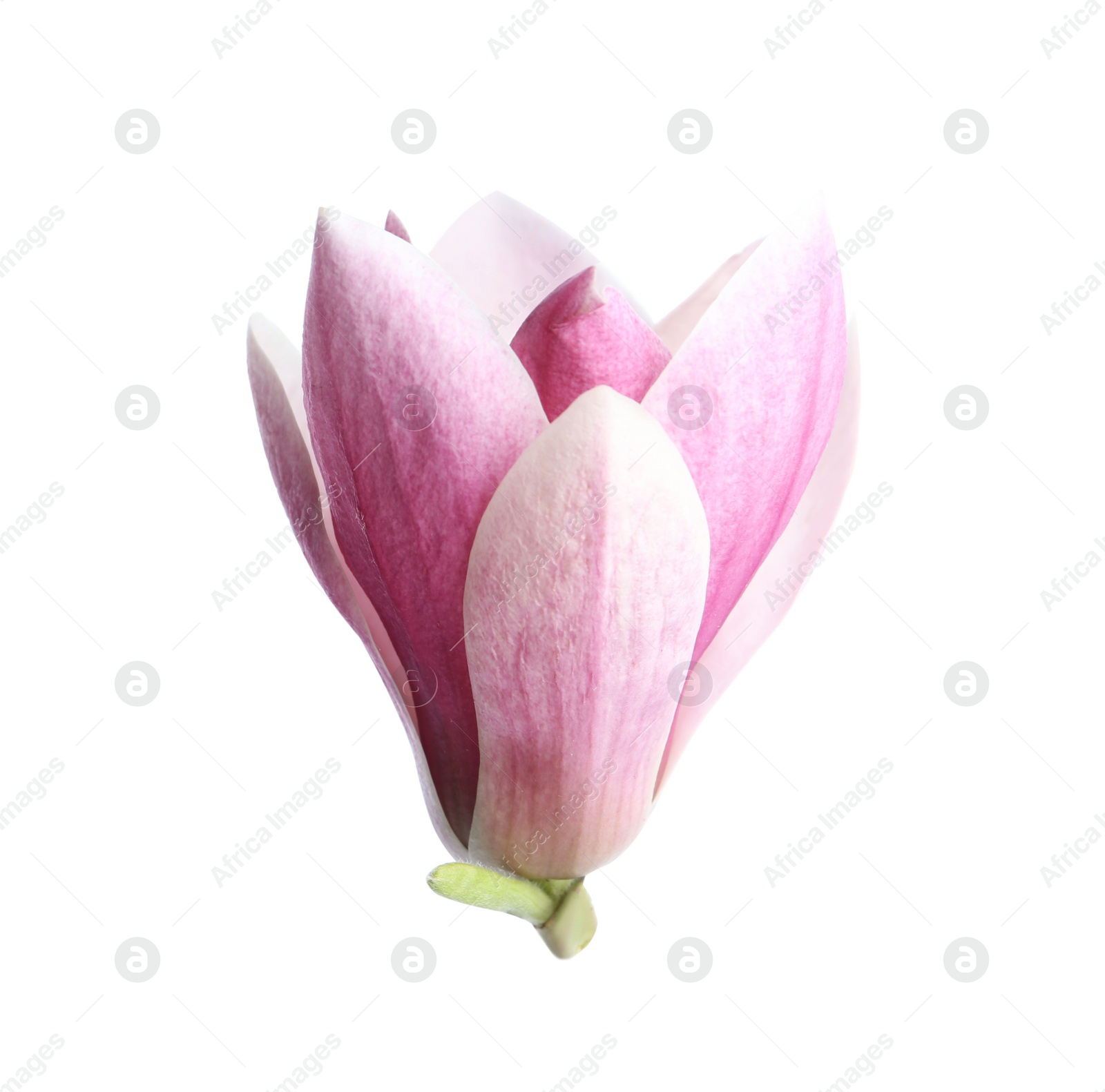 Photo of Beautiful magnolia flower isolated on white. Spring blossom