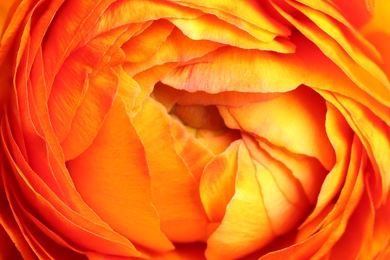 Closeup view of beautiful delicate ranunculus flower