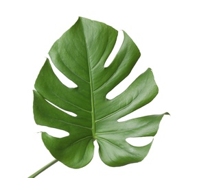 Leaf of tropical monstera plant isolated on white