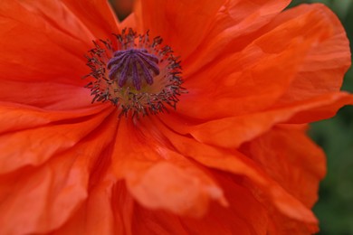 Beautiful bright red poppy flower, closeup view